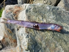 Thaleichthys pacificus
