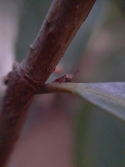 Enchenopa pachycornuta