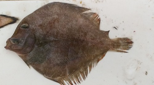 Pacific eyed flounder (Bothus constellatus) — Bothidae — 2