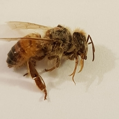 Apis mellifera