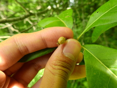 Kermesidae