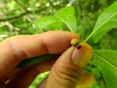 Kermesidae