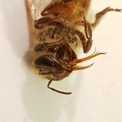 Apis mellifera