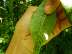 Callirhytis bipapillata