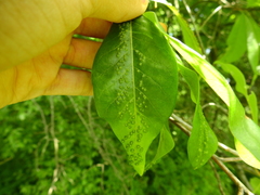 Callirhytis bipapillata