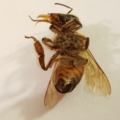 Apis mellifera