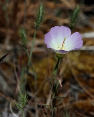 Clarkia arcuata