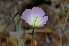 Clarkia arcuata