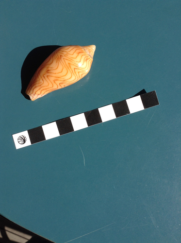 Amoria undulata