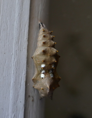 Nymphalis