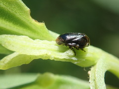 Clastoptera xanthocephala