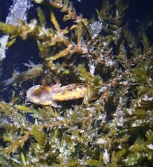 Salamandra salamandra