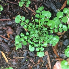 Cardamine hirsuta