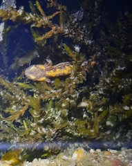 Salamandra salamandra