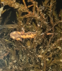 Salamandra salamandra