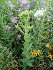 Solidago rigida rigida