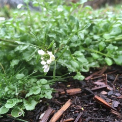 Cardamine hirsuta