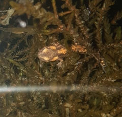 Salamandra salamandra