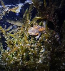 Salamandra salamandra