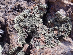 Usnochroma scoriophilum