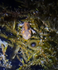 Salamandra salamandra