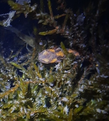 Salamandra salamandra