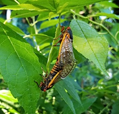 Magicicada septendecim