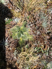 Knowltonia integrifolia