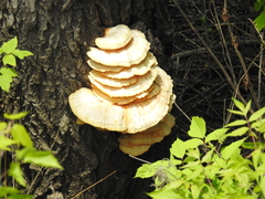 Laetiporus sulphureus