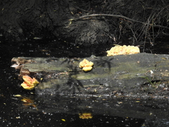Laetiporus sulphureus