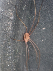 Leiobunum ventricosum