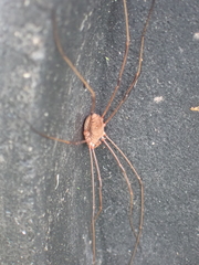 Leiobunum ventricosum