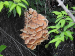 Laetiporus sulphureus