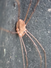 Leiobunum ventricosum
