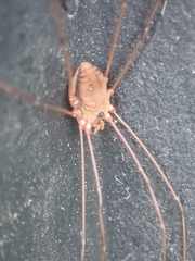 Leiobunum ventricosum