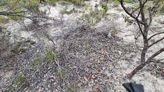 Pterostylis dolichochila