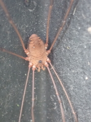 Leiobunum ventricosum