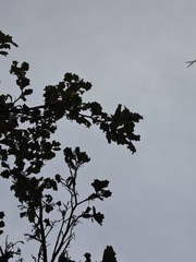 Pterostylis dolichochila