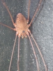 Leiobunum ventricosum