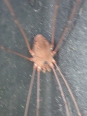 Leiobunum ventricosum