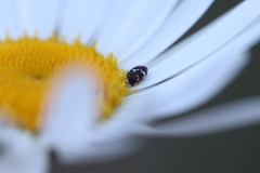 Anthrenus angustefasciatus