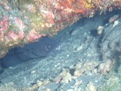 Conger marginatus
