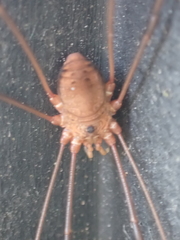 Leiobunum ventricosum