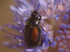 Chasmatopterus