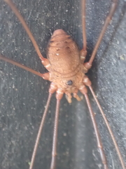 Leiobunum ventricosum