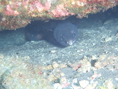 Conger marginatus