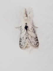 Apotolype brevicrista