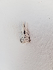 Apotolype brevicrista