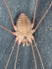 Leiobunum ventricosum
