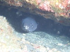Conger marginatus